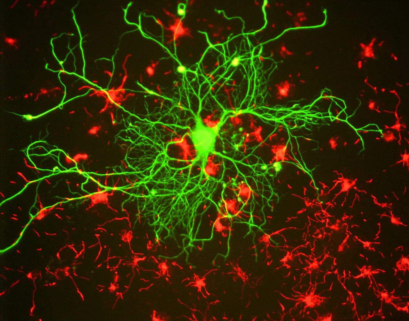 Conceptual comparison of biological and computational networks