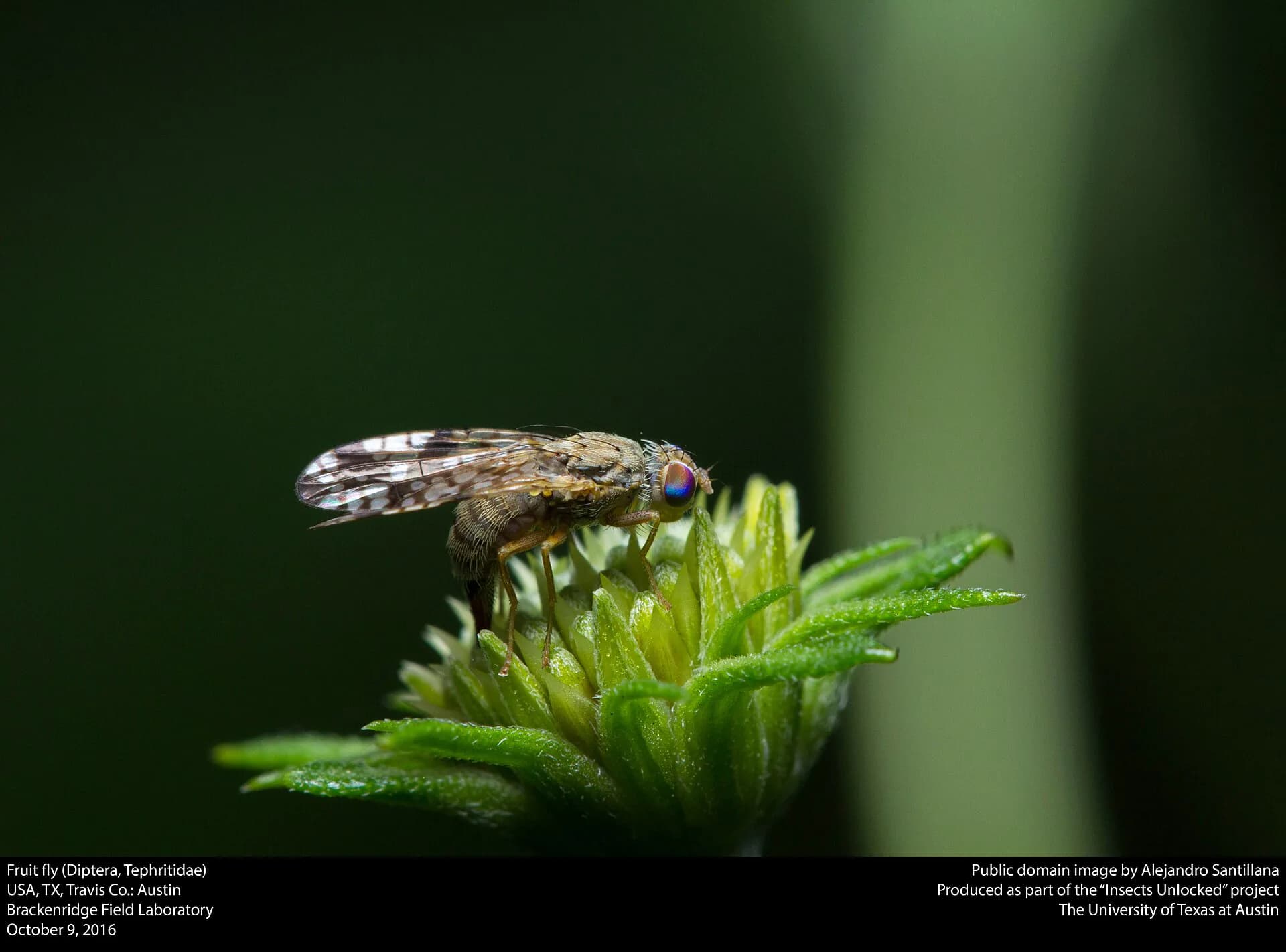 Conceptual fruit fly and neural network